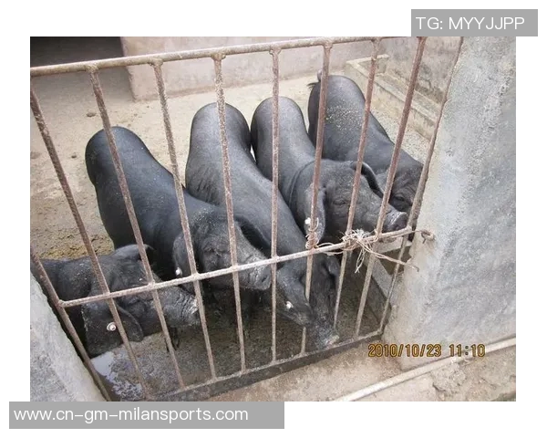 梅州五华县超冠军奖励肥猪寓意财富满满引发热议 梅州五华县超冠军奖励肥猪寓意财富满满引发热议